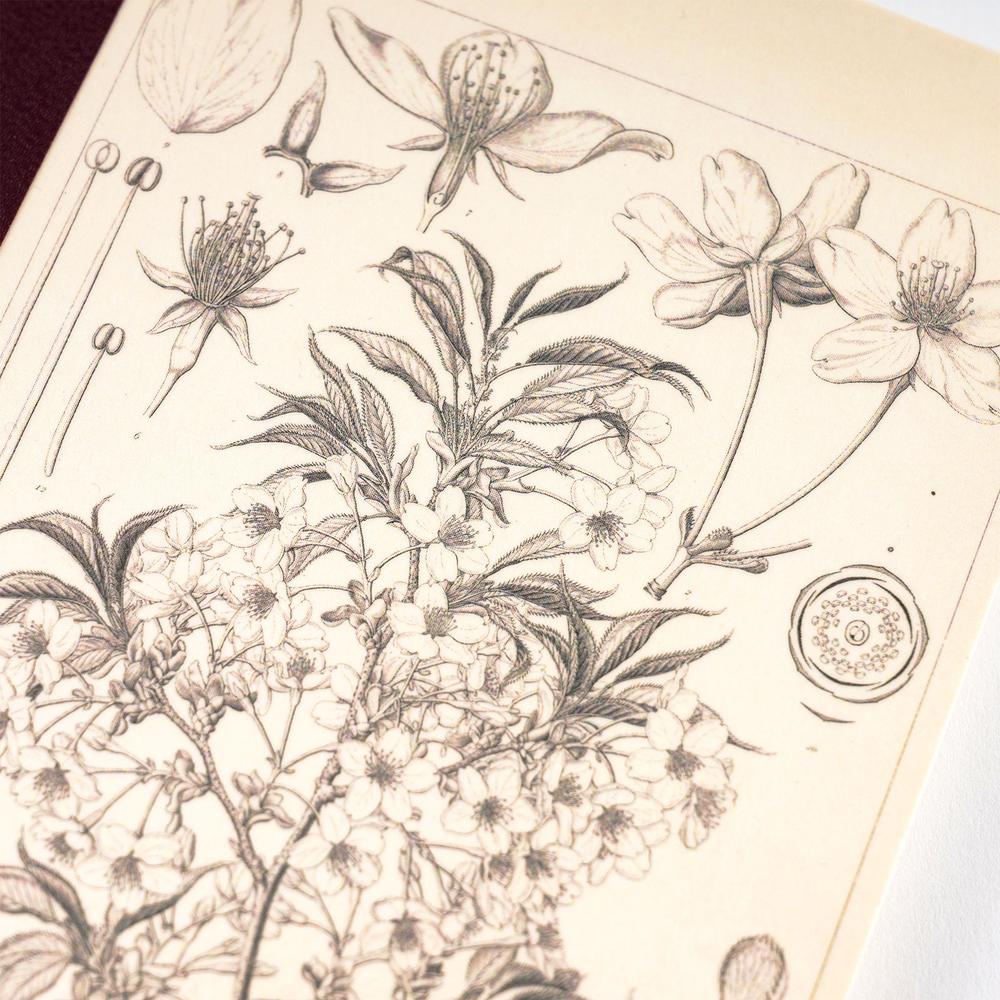 Tomitaro Makino: Hobonichi Graph Notebook (A6) - Yamazakura